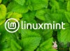Linux Mint团队正测试21.2正式版ISO镜像：更新优化触控板和触控屏手势！