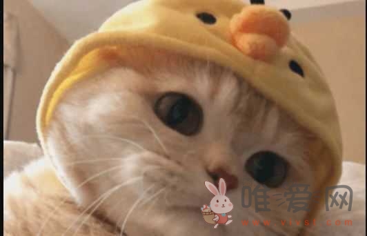 臭妹妹是什么意思网络用语?是贬义词吗?