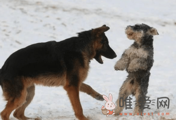 狗和犬有什么区别？狗和犬的区别在哪里？
